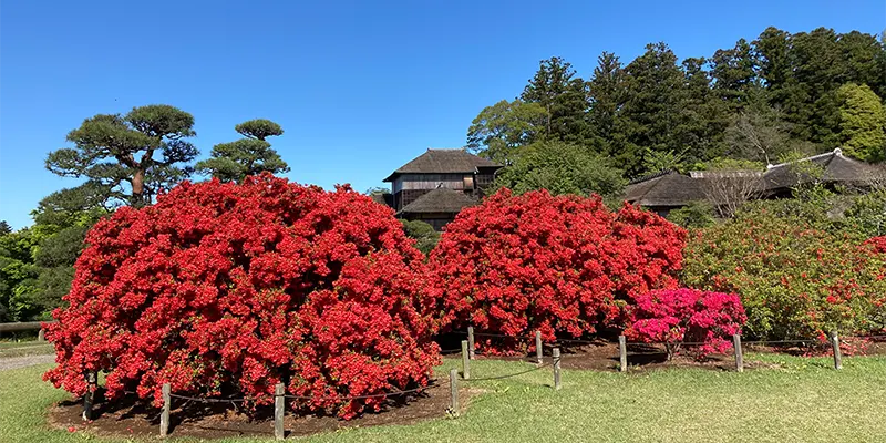 植栽維持管理